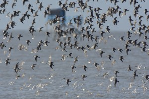 Ile madame - Bécasseau variable