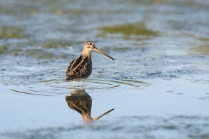 Marais de Rochefort - Bécassine des marais