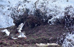 Oléron, la rémigasse - Tournepierre à collier