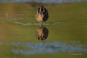 Marais de Rochefort - Bécassine des marais