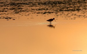 Baie d'Aytré, Barge rousse