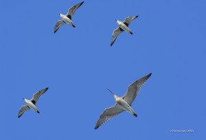 Ile de Ré - Courlis et pluvier argenté