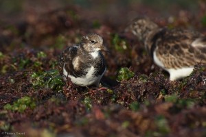Oléron - Chassiron - Tournepierre à collier