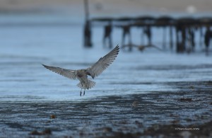 Fier d'Ars - Courlis cendré