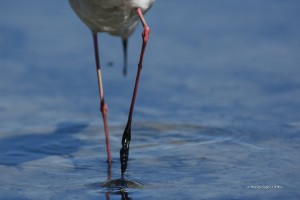 Ars-en-Ré - Echasse blanche