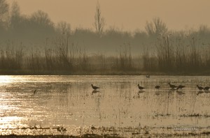 Chatellaillon - Barge à queue noire
