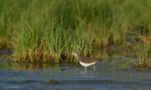 Marais de Rochefort - Chevalier culblanc