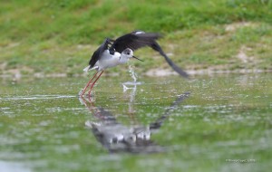Aytré - Echasse blanche
