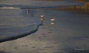 Ile de Ré - Le Martray - Bécasseau minute