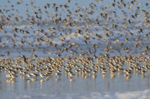 Côte sauvage - Bécasseaux variables et Bécasseaux sanderling