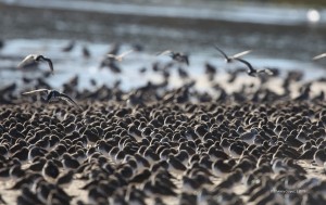 Côte sauvage - Bécasseau variable