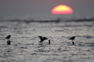 Marais d'Yves - Bécasseau variable