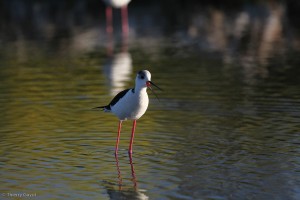 Ars-en-Ré - Echasse blanche