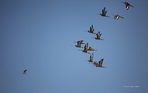 Ile de Ré - Barge à queue noire