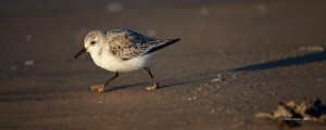 Pertuis de Maumusson, Bécasseau sanderling