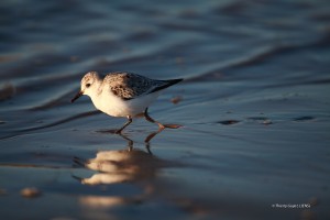 Le Galon d'or - Bécasseau minute