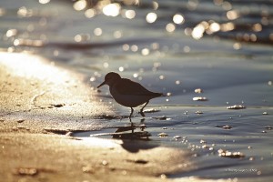 Le Galon d'or - Bécasseau minute