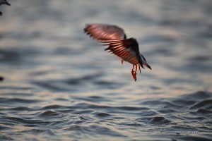 Aytré - Bécasseau variable