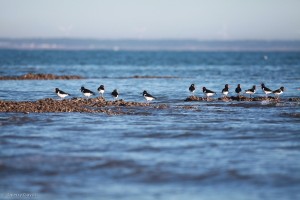 Les portes en Ré - Huîtrier pie