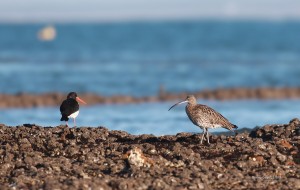 Les portes en Ré - Courlis cendré et Huîtrier pie