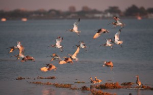 Fier d'Ars - Courlis cendré