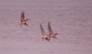 Fier d'Ars - Courlis cendré