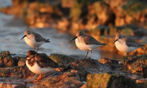Baie d'Aytré - Bécasseau variable et Tournepierre à collier