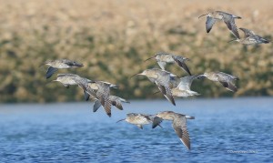 Loix en Ré - Courlis cendré