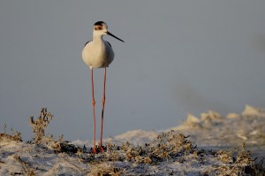Ile de Ré - Echasse blanche